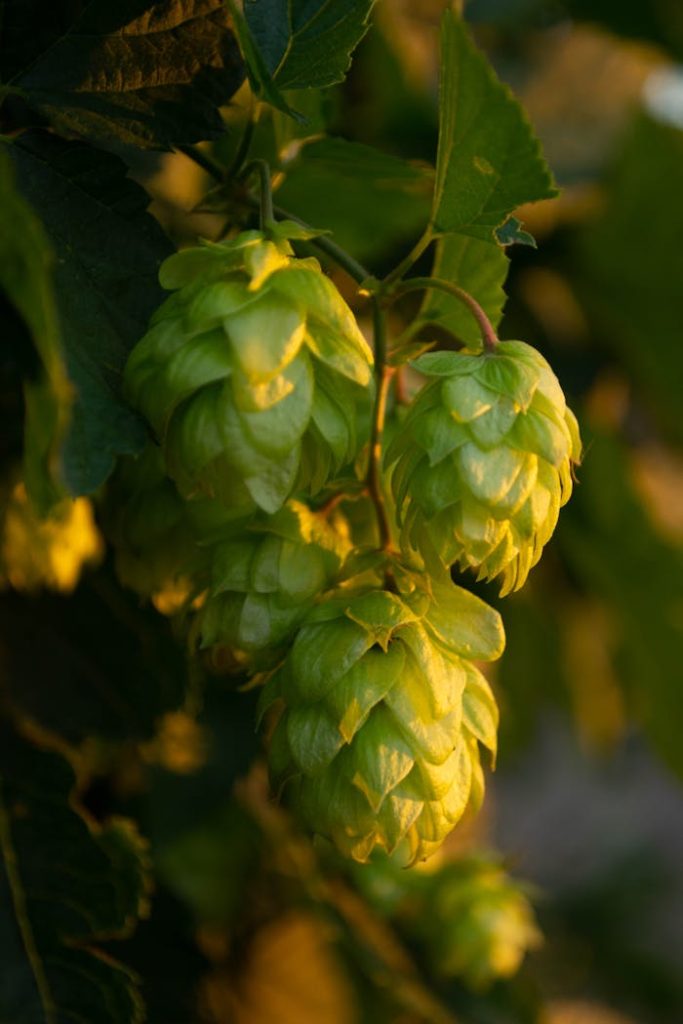 green-plant-in-close-up-photography-5146423 A detailed view of fresh green hops cones hanging from a vine with warm sunlight illuminating them.
