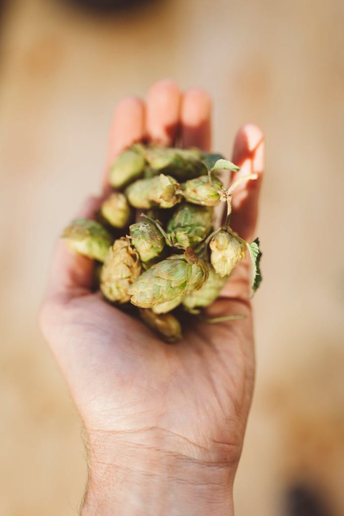 hand-holding-fresh-green-hops-for-brewing-31985615 Close-up of a hand holding green hop cones, used in brewing beer for aroma and flavor.